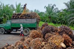 Palm Kernel Asal Luwu Utara Jadi Andalan PT JAS Mulia Ekspor ke Malaysia