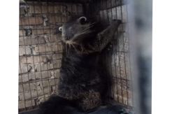 Hewan Langka, Polda dan BBKSDA Sumut Sita 3 Ekor Binturong dari Warga