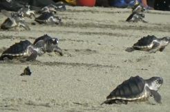 Penyu Terancam Punah, Puluhan Tukik Dilepas di Pesisir Aceh Selatan