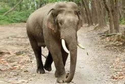 Hindari Kebakaran Hutan, Gajah Lari ke Perkebunan Warga