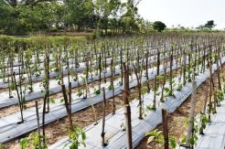 Atasi Inflasi, Kementan Dorong Produksi Cabai