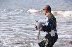 Terdampar di Pantai Klatak, Seekor Lumba-Lumba Diselamatkan Serda Muhtar