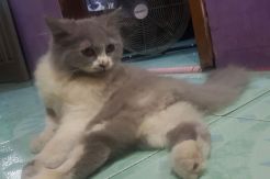 Hasil Kloning, Pria...