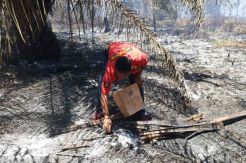 Bakar Lahan untuk Berladang, Petani di Kobar Berurusan dengan Hukum