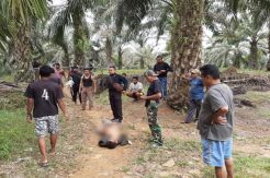 Pria Bejat Hamili Anak Kandung Tewas Didor Polisi di Kebun Sawit
