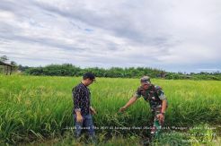 Cetak Sawah di Nabire, Kementan Pakai Strategi 6 Tepat