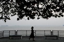 Hutan Indonesia Terbakar,...