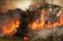 Puluhan Hektare Lahan di Gunung Ile Mandiri Habis Terbakar