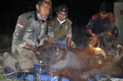 Terjebak Karhutla, Orangutan Jantan 90 Kilogram Dievakuasi Paksa