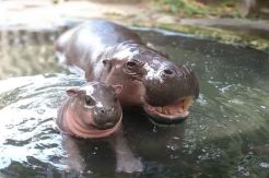Kuda Nil Kerdil Lahir di Taman Safari Bali