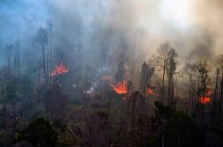 Aparat Didesak Usut dan Tangkap Pelaku Pembakaran Hutan