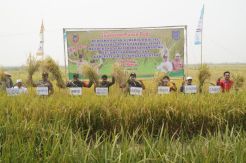 Panen Padi di Nagara, Paman Birin Imbau Jangan Bakar Lahan