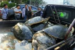 Truk Pengangkut Penyu Selundupan Tabrak Pohon di Kawasan Wisata Kuta
