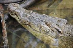 Diterkam Buaya saat Cari Kepiting, Tubuh Nelayan Tinggal Separuh