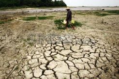 Kemarau Panjang, 700 Hektare Lahan Padi di Tangerang Alami Gagal Panen