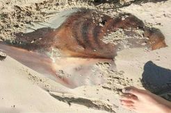 Bangkai Makhluk Misterius di Tepi Pantai, Diduga Alien