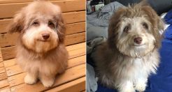 Anjing dengan Mata dan Senyum Mirip Manusia Bikin Heboh Warganet
