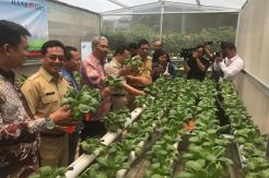 Berdayakan Warga Rusun, Bank DKI Galakkan Program Kebun Hidroponik