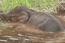 Anak Gajah Berhasil Dibebaskan dari Perangkap, Petugas Selidiki Pemasang Jerat