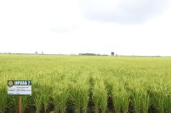 Kementan-Bappenas Siap Wujudkan Pertanian Berkelanjutan