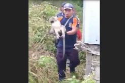 Bikin Onar di Rumah Warga, Seekor Monyet Bikin Kewalahan Tim Damkar Kobar
