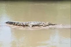 Dua Warga Diterkam, Masyarakat Banjar Sari Lampung Buru Buaya Ganas di Sungai