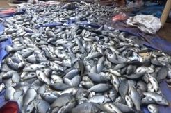 Kurang Oksigen, Puluhan Ton Ikan di Jala Apung Waduk Darma Mati Mendadak