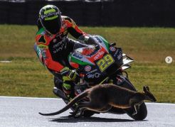 Iannone Nyaris Tabrak Seekor Kanguru di Sirkuit Phillip Island
