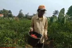 Kemarau, Tanaman Cabai Mengering Petani Kuningan Meradang