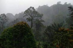 Keanekaragaman Hayati Jadi Program Prioritas Riset Nasional