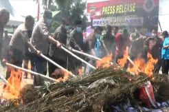 Ribuan Batang Ganja Hasil Operasi Antik Rencong II 2019 Dibakar