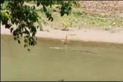 Buaya Masih Berkeliaran di Sungai Semaka Tanggamus