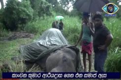 Dipaksa Angkut Wisatawan, Seekor Gajah yang Dirantai Mati Kelelahan