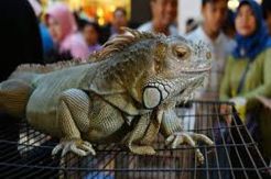 Reptil juga Boleh Disewa tapi harus Diperlakukan dengan Baik