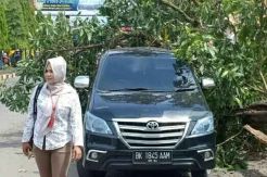 Mobil Anggota DPRD Labusel Tertimpa Pohon