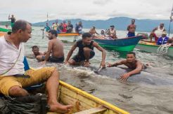 Evakuasi Bangkai Paus Biru di Wairorif Kepulauan Ambai Tertunda