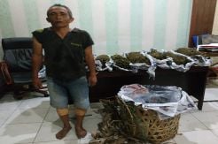 Simpan Ganja 8,5 Kg di Kebun, Bersatu Ditembak Polisi