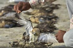 Ribuan Burung Mati di Danau Sambhar India, Penyebab Misterius