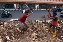 Pengamat Anggap Dinas Kehutanan Tak Serius Rawat Pohon