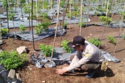 Kawanan Harimau Sumatera Masuk Kebun Warga