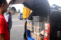 Tim Gabungan Gagalkan Upaya Penyeludupan Ratusan Burung