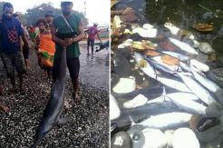 Merkuri Cemari Perairan PNG, Wali Kota Jayapura Imbau Warga Tak Konsumsi Ikan Laut