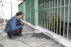 Beruang Ini Dibebaskan usai Dipenjara 15 Tahun karena Lukai 2 Orang