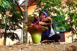 Bunga Bangkai Tumbuh di Banjarnegara Bikin Heboh Warga