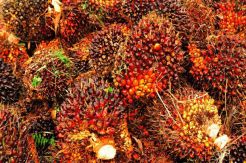 Ekonom Sarankan Pemerintah Prioritaskan Sawit dalam Perundingan IEU-CEPA