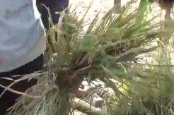 Serangan Kawanan Babi Hutan Resahkan Warga Kuningan