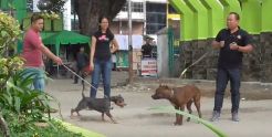 Kasus Bocah Digigit Pitbull, Komunitas Horaspit Imbau Pemilik Tak Sembrono