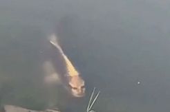 Ikan Berwajah Manusia...
