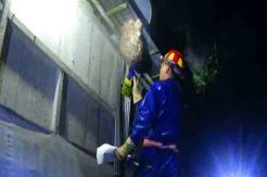 Petugas Pemadam Kebakaran Evakuasi Sarang Tawon Ganas yang Resahkan Warga