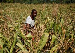 PBB Siapkan Bantuan Makanan untuk 4,1 Juta Warga Zimbabwe